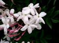 Jasminum Officinalis